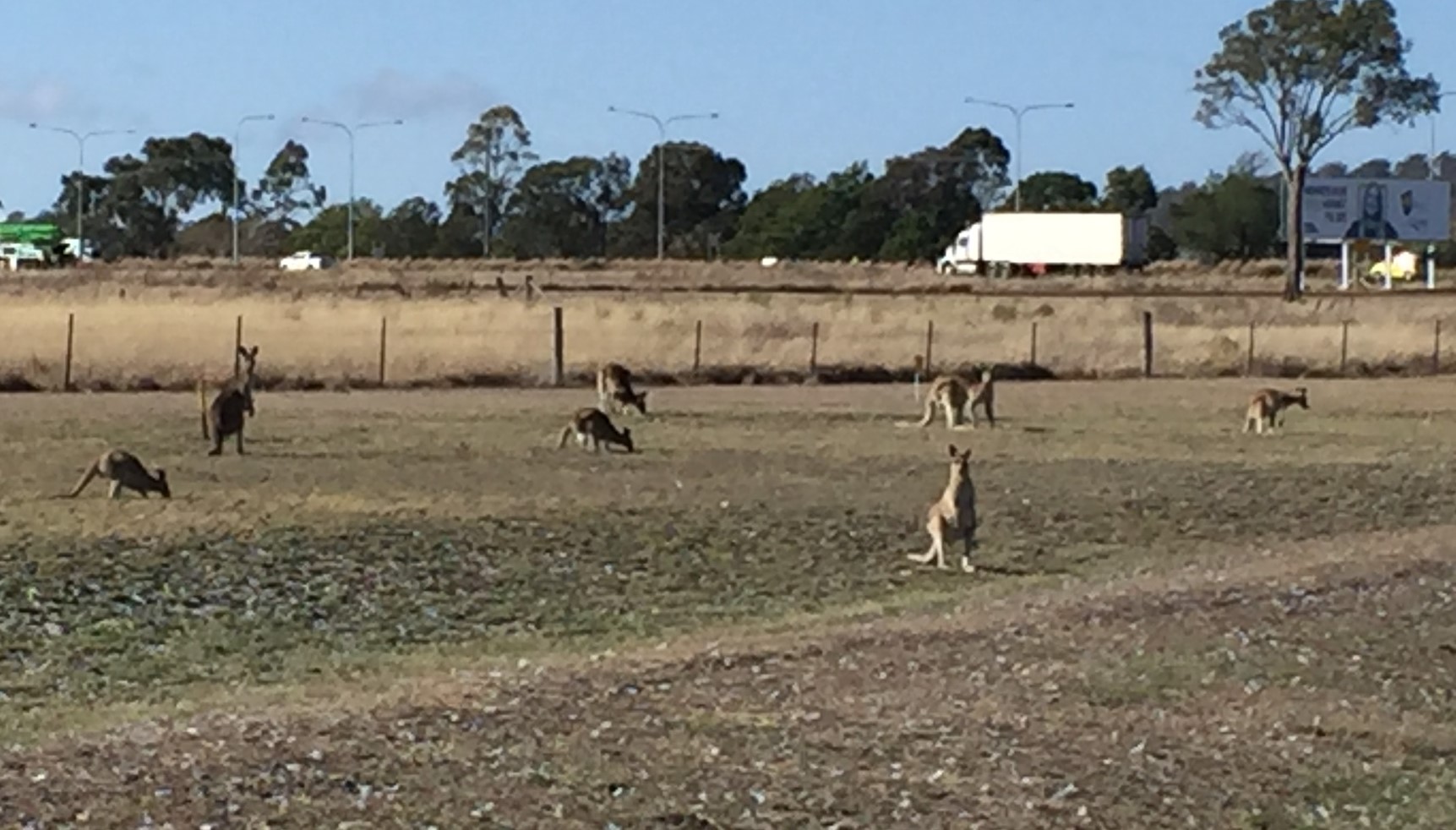 Eco Friendly Club!! Visiting Roos enjoying the green pick!!